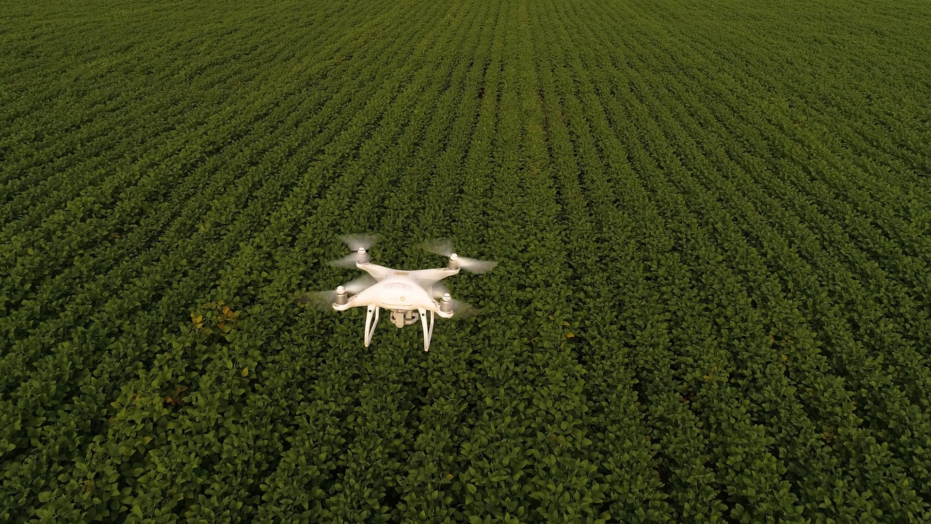 Dron realizando su recorrido sobre el campo