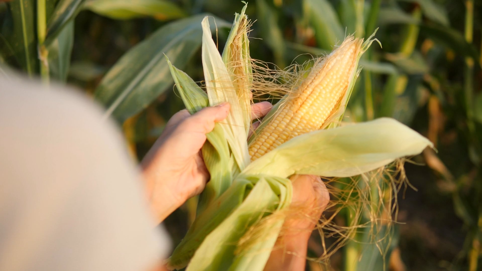 A través de la protección de cultivos, alcanzamos la producción sustentable de alimentos. 