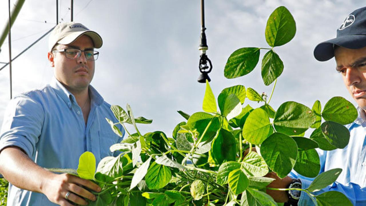 Agroquímicos A Base De Glifosato Y Prácticas Agrícolas Modernas | Bayer ...