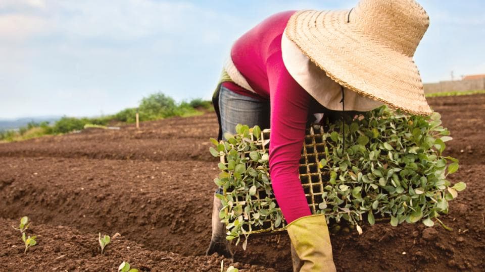 Persona con sombrero de paja y guantes plantando plántulas en un campo. Cielo nublado y tierra cultivada visibles.