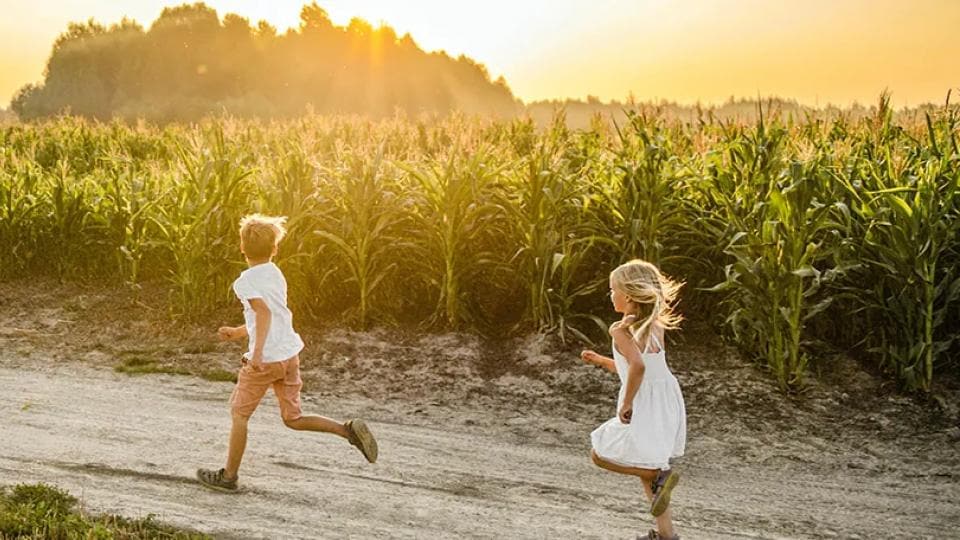 Dos niños corren por un camino de tierra cerca de un campo de maíz durante el atardecer.